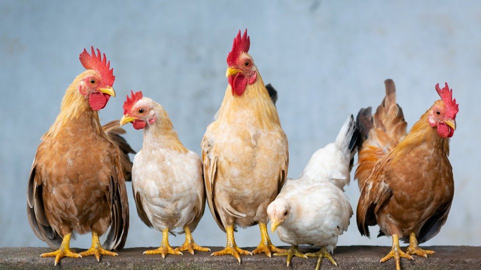 BIO-Hühnerhof Kerle in Wollomoos - Alles rund um Hühner und Eier